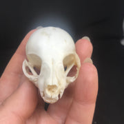 Pet memorial kitten skull